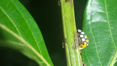 Adippe zebrina