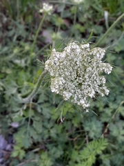 Daucus carota