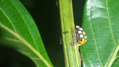 Adippe zebrina