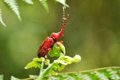 Dicelosternus corallinus