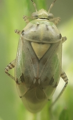 Lygus gemellatus