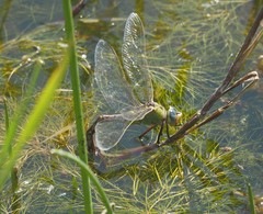 Anax walsinghami