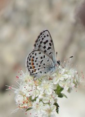 Euphilotes bernardino