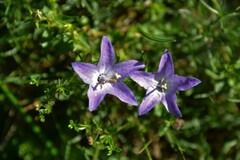 Campanula arvatica