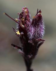 Cordylanthus kingii helleri