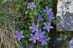 Campanula arvatica