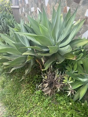 Agave attenuata