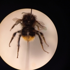 Bombus ruderarius
