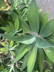 Agave attenuata