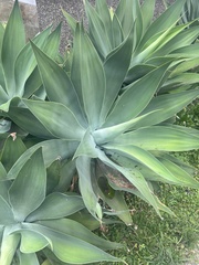 Agave attenuata
