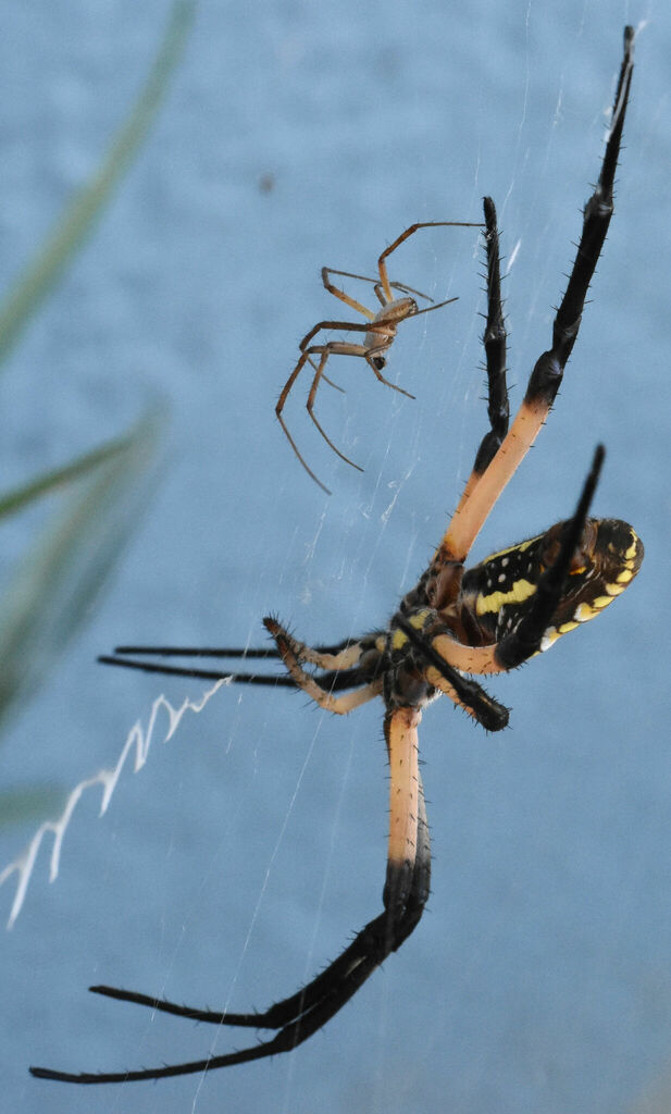 Yellow Garden Spider (Casa Tortuga) · iNaturalist