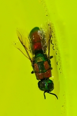 Chrysis elegans