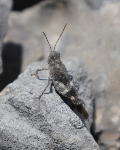 Crvenokrili kamenjarski skakavac (Oedipoda meridionalis)