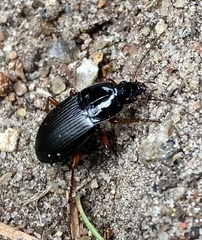 Calathus fuscipes