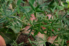 Asparagus volubilis