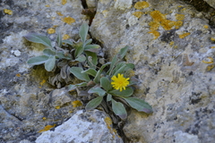 Hieracium lainzii