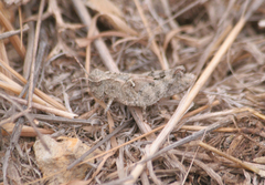 Nebulatettix robustus