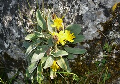 Hieracium lainzii