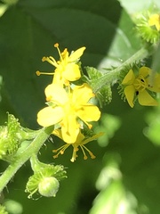Agrimonia gryposepala