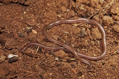 Myriopholis longicauda