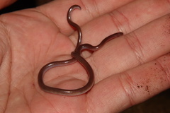 Myriopholis longicauda