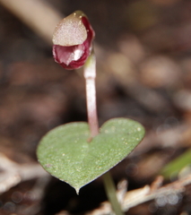Corybas rotundifolius