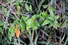 Croton menyharthii