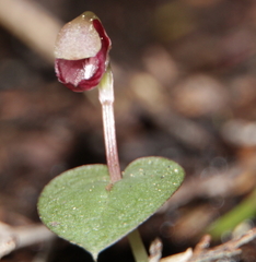 Corybas rotundifolius