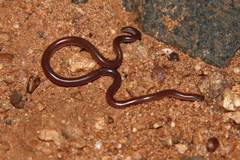 Myriopholis longicauda