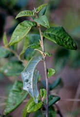 Croton menyharthii