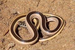 Psammophis angolensis