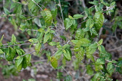 Croton menyharthii