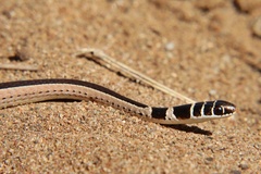 Psammophis angolensis