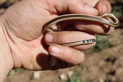 Psammophis angolensis