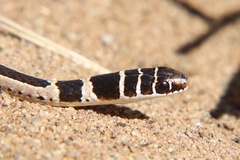 Psammophis angolensis