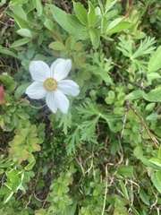 Anemonastrum sibiricum