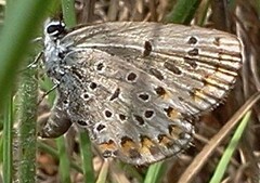 Plebejus samuelis