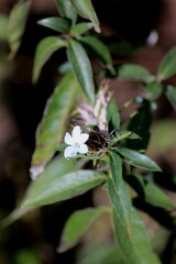 Barleria elegans orientalis