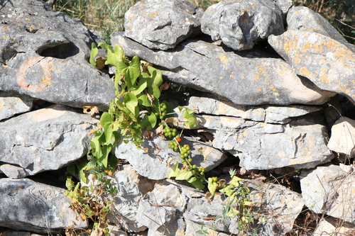 Dioskoreja (Dioscorea)