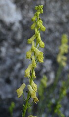 Aconitum lycoctonum