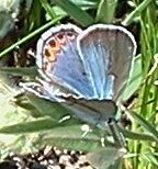 Plebejus samuelis