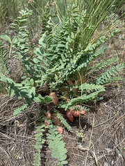 Astragalus wolgensis