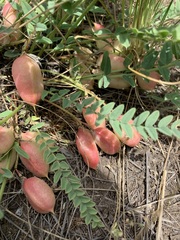 Astragalus wolgensis