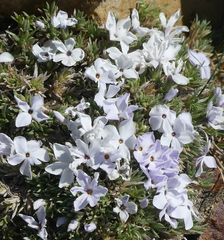 Phlox condensata