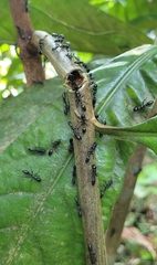 Tetraponera rufonigra