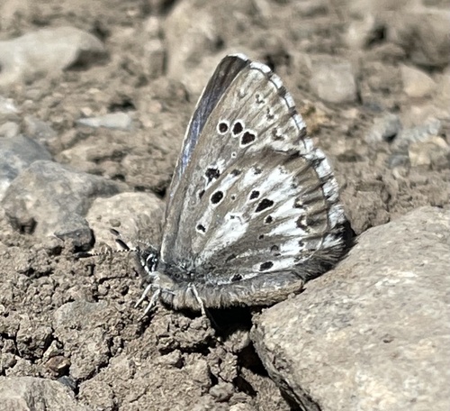 Arrowhead Blue photo 5