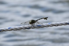 Sinictinogomphus clavatus