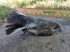 Ficedula hypoleuca