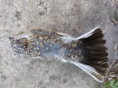 Ficedula hypoleuca