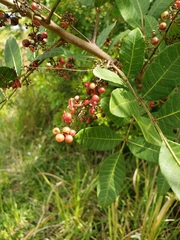 Schinus terebinthifolia